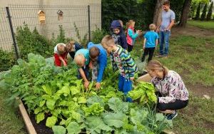 Dzieci z Przedszkola nr 9 uwielbiają zajmować się swoim warzywnikiem (4)