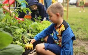 Dzieci z Przedszkola nr 9 uwielbiają zajmować się swoim warzywnikiem (7)