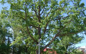 DĄB BIAŁY - Quercus alba - odmiana łyżkowata 'Elongata' - nr 332 (1)