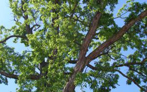 DĄB BIAŁY - Quercus alba - odmiana łyżkowata 'Elongata' - nr 332 (2)