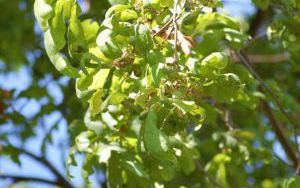 DĄB BIAŁY - Quercus alba - odmiana łyżkowata 'Elongata' - nr 332 (3)