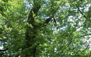 DĄB BŁOTNY - Quercus palustris - nr 333 (1)