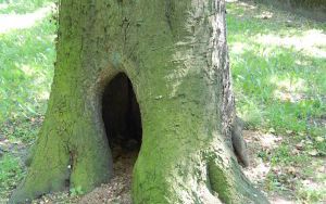 DĄB BŁOTNY - Quercus palustris - nr 333 (3)