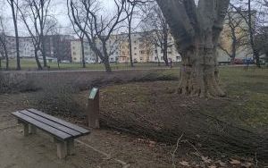 Warkocze w Parku im. kpt. Franciszka Stala (4)