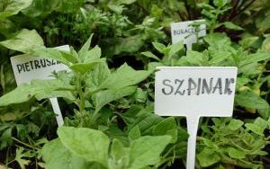 Mali ogrodnicy dbają o swoje warzywniki i delektują się pierwszymi zbiorami (6)