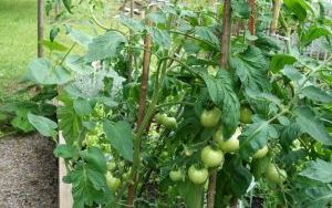 Mali ogrodnicy dbają o swoje warzywniki i delektują się pierwszymi zbiorami (4)