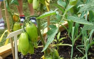 Mali ogrodnicy dbają o swoje warzywniki i delektują się pierwszymi zbiorami (4)
