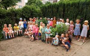 Przedszkolaki mają za sobą pierwsze zbieranie plonów ze swoich warzywników (15)