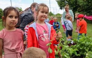 Przedszkolaki mają za sobą pierwsze zbieranie plonów ze swoich warzywników (6)