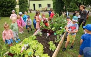 Przedszkolaki mają za sobą pierwsze zbieranie plonów ze swoich warzywników (14)