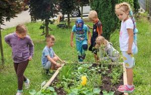 Raciborskie przedszkolaki spróbowały samodzielnie wyhodowanych owoców i warzyw (8)