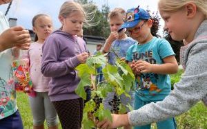 Raciborskie przedszkolaki spróbowały samodzielnie wyhodowanych owoców i warzyw (9)