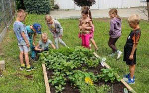 Raciborskie przedszkolaki spróbowały samodzielnie wyhodowanych owoców i warzyw (13)