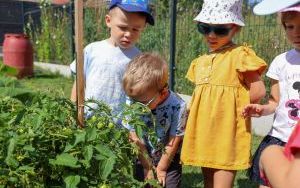 Raciborskie przedszkolaki spróbowały samodzielnie wyhodowanych owoców i warzyw (20)