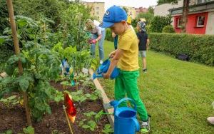 Przedszkolaki delektują się smakiem owoców ze swoich ogródków (12)