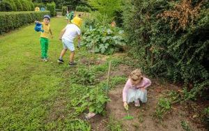 Przedszkolaki delektują się smakiem owoców ze swoich ogródków (12)