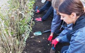 Ogród deszczowy przy P23 pomaga oszczędzać wodę i cieszy zielenią (8)