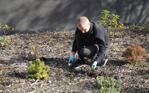 W Raciborzu przybywa terenów z roślinnością wieloletnią