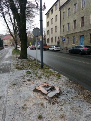 Wycięte spróchniałe drzewa przy Placu Wolności i przy ulicy Wojska Polskiego