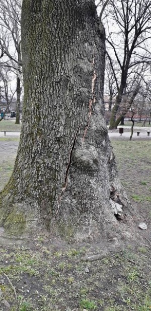 Drzewa przeznaczone do wycinki