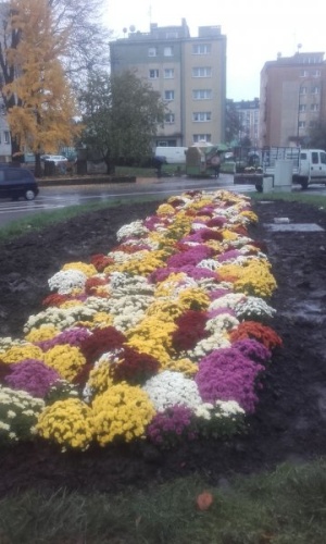 Przedsiębiorstwo Komunalne zakupiło 1600 sztuk chryzantem. Kwiaty siłami pracowników zieleni miejskiej są sadzone na terenach zielonych, donicach i klombach.