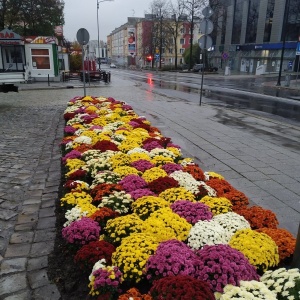 Przedsiębiorstwo Komunalne zakupiło 1600 sztuk chryzantem. Kwiaty siłami pracowników zieleni miejskiej są sadzone na terenach zielonych, donicach i klombach.